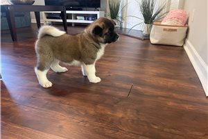 Koda - Akita for sale