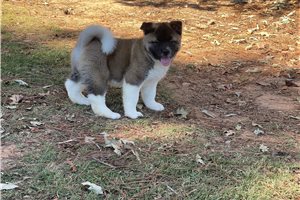 Koda - Akita for sale