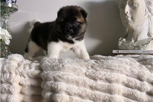 Kona - puppy for sale
