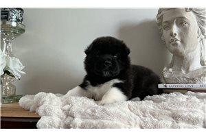 Konya - puppy for sale