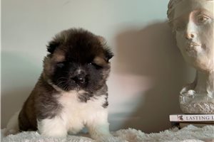 Kole - puppy for sale