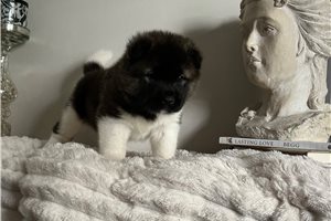 Koko - puppy for sale