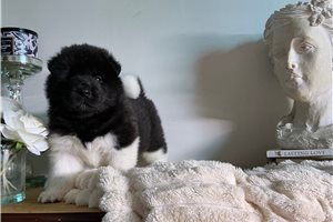 Korel, a Akita puppy