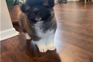 Kole - Akita for sale