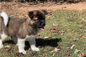 Kona, a Akita puppy