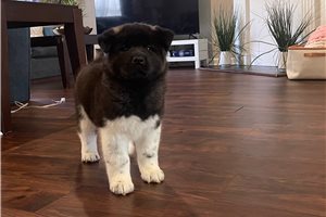 Korel - Akita for sale