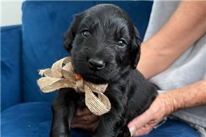 Cosmo - puppy for sale