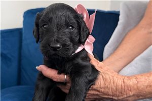 Nova - Goldendoodle, placed in Tampa Bay Area