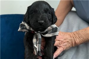 Domino - puppy for sale