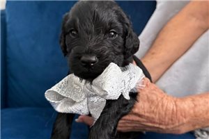 Tito - puppy for sale
