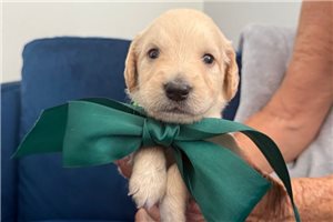 Ty - puppy for sale