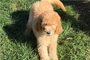 Rebel - Labradoodle for sale