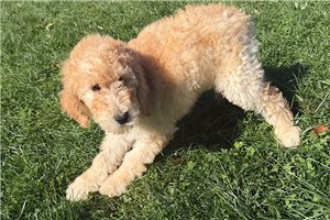 Regina - Labradoodle for sale