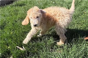 Rayne - Labradoodle for sale