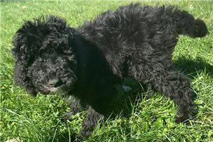 Raymond - Labradoodle for sale