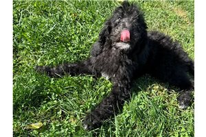 Raynor - Labradoodle for sale