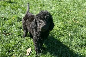 Remy - Labradoodle for sale