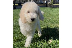 Razor - Labradoodle for sale