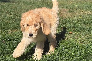 Rebecca - Labradoodle for sale