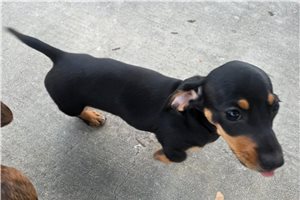 Dani - Dachshund, Mini for sale