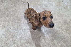 Dargo - puppy for sale