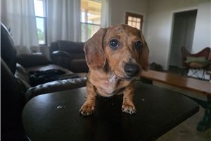 Dargo - Mini Dachshund for sale