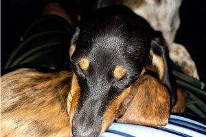 Dani, a Mini Dachshund puppy