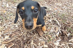 Dani, a Mini Dachshund puppy