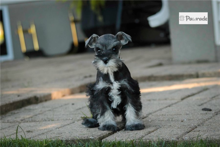 Blossom - Miniature Schnauzer for sale