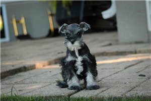 Blossom - Miniature Schnauzer for sale