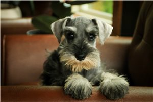 Alexandria - puppy for sale