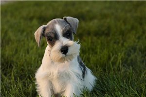 Bentley - Miniature Schnauzer for sale