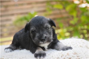 Brooklyn - puppy for sale