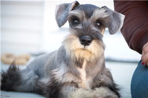 Ashton - Miniature Schnauzer for sale