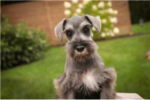 April - puppy for sale
