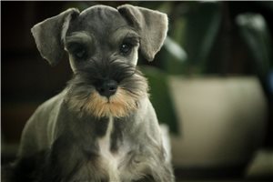 Ashton - Miniature Schnauzer for sale
