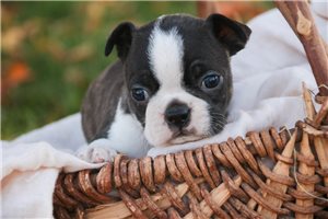 Tyler - Boston Terrier for sale