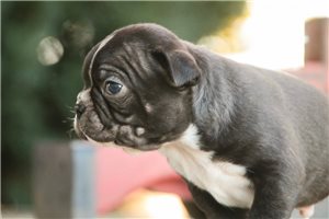 Iain - Boston Terrier for sale