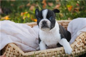 Kelly - Boston Terrier for sale