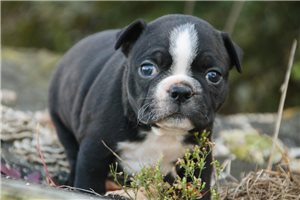 Carla - Boston Terrier for sale