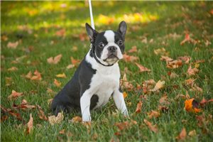 Adam, a Boston Terrier puppy