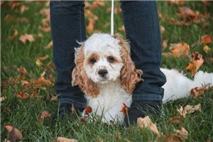 Carter - Cocker Spaniel for sale