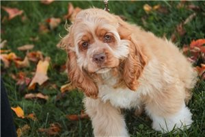 Cedar - Cocker Spaniel for sale
