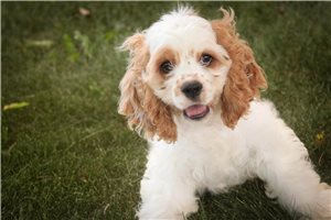 Carter - Cocker Spaniel for sale