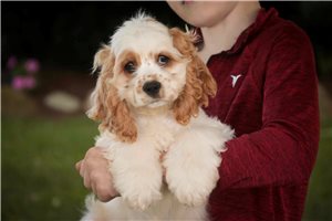 Carter - Cocker Spaniel for sale
