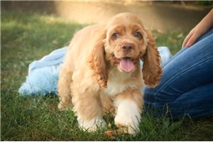 Cedar - Cocker Spaniel for sale