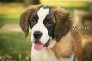 Brooke - St. Bernard for sale