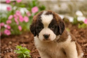 Brooke - St. Bernard for sale