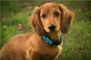 Maddox - Mini Dachshund for sale