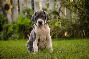 Macy - puppy for sale